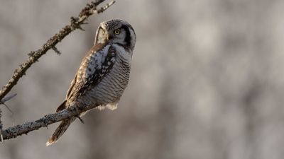 Hkuggla [Northern Hawk Owl] 0L4A6393.jpg