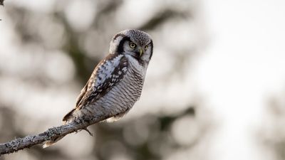 Hkuggla [Northern Hawk Owl] 0L4A6405.jpg