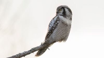 Hkuggla [Northern Hawk Owl] 0L4A6413.jpg