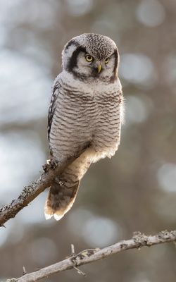 Hkuggla [Northern Hawk Owl] 0L4A6416.jpg