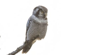 Hkuggla [Northern Hawk Owl] 0L4A6432.jpg