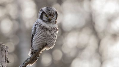 Hkuggla [Northern Hawk Owl] 0L4A6437.jpg