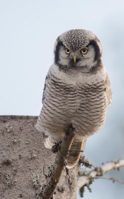 Hkuggla [Northern Hawk Owl] 0L4A6443.jpg