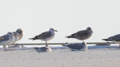 Kaspisk trut [Caspian gull] 0L4A6001.jpg