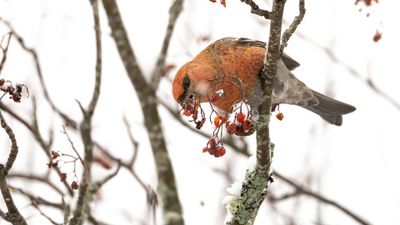 Tallbit (Pine grosbeak] 0L4A6515.jpg