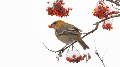 Tallbit (Pine grosbeak] 0L4A6598.jpg