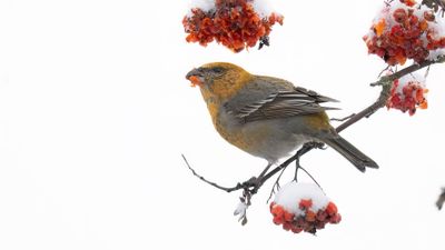 Tallbit (Pine grosbeak] 0L4A6623.jpg