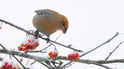 Tallbit (Pine grosbeak] 0L4A6683.jpg