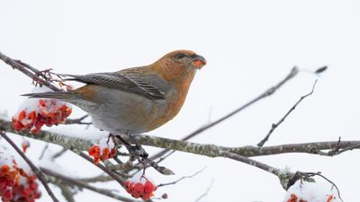 Tallbit (Pine grosbeak] 0L4A6684.jpg