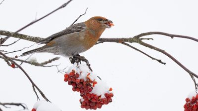 Tallbit (Pine grosbeak] 0L4A6693.jpg