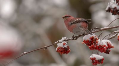 Tallbit (Pine grosbeak] 0L4A6763.jpg
