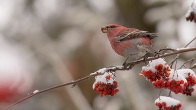 Tallbit (Pine grosbeak] 0L4A6770.jpg
