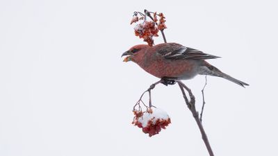 Tallbit (Pine grosbeak] 0L4A6792.jpg