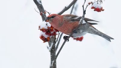 Tallbit (Pine grosbeak] 0L4A6804.jpg