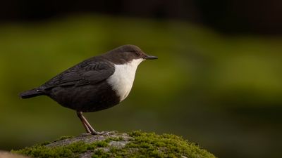 Strmstare [White-throated Dipper] 0L4A7013.jpg