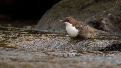 Strmstare [White-throated Dipper] 0L4A7026.jpg