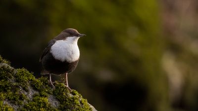 Strmstare [White-throated Dipper] 0L4A7108.jpg