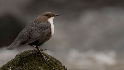 Strmstare [White-throated Dipper] 0L4A7186.jpg