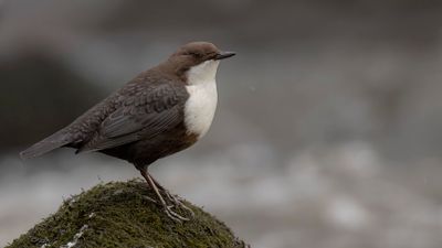 Strmstare [White-throated Dipper] 0L4A7189.jpg