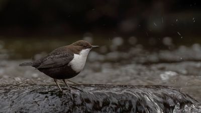 Strmstare [White-throated Dipper] 0L4A7257.jpg