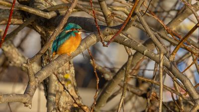 Kungsfiskare [Common Kingfisher] 0L4A6940.jpg
