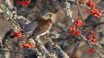 Bjrktrast [Fieldfare] 0L4A6971.jpg