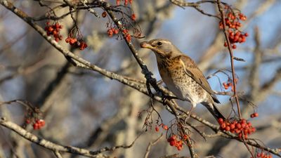 Bjrktrast [Fieldfare] 0L4A6975.jpg