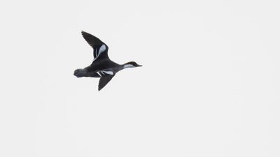 Salskrake [Smew] 0L4A7274.jpg