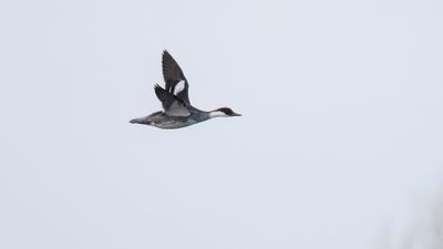 Salskrake [Smew] 0L4A7278.jpg
