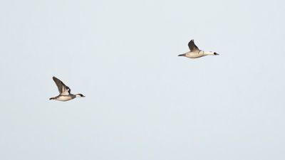 Salskrake [Smew] 0L4A7285.jpg