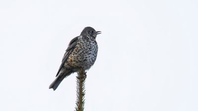 Dubbeltrast [Mistle thrush] 0L4A7574.jpg