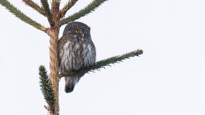 Sparvuggla [Eurasian pygmy owl] 0L4A7519.jpg