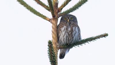 Sparvuggla [Eurasian pygmy owl] 0L4A7603.jpg