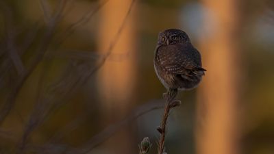 Sparvuggla [Eurasian pygmy owl] 0L4A7704.jpg