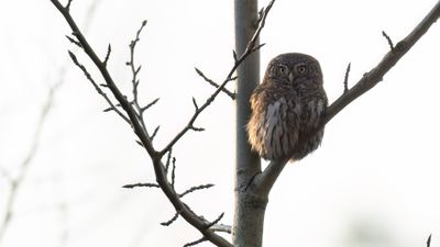 Sparvuggla [Eurasian pygmy owl] 0L4A7716.jpg