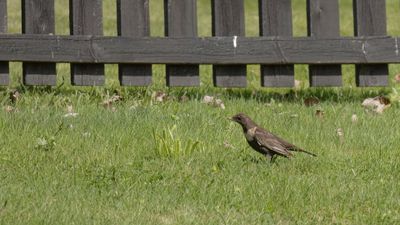 Ringtrast [Ring Ouzel] 0L4A8886.jpg