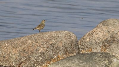 Skrpiplrka [Rock Pipit] 0L4A8045.jpg