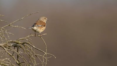 Hmpling  [Common Linnet] 0L4A8067.jpg