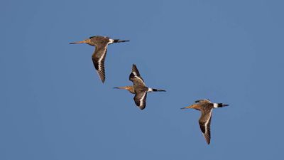 Rdspov [Black-tailed Godwit] 0L4A8140.jpg
