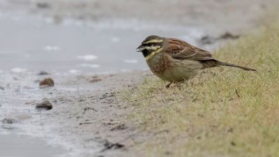 Hcksparv [Cirl bunting] 0L4A8370new.jpg