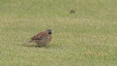 Hcksparv [Cirl bunting] 0L4A8864.jpg