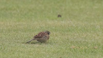 Hcksparv [Cirl bunting] 0L4A8867.jpg
