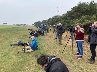 Hcksparv [Cirl bunting] IMG_7315[1].JPG