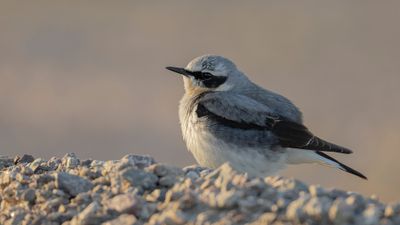 Stenskvtta [Northern Wheatear] 0L4A9015.jpg