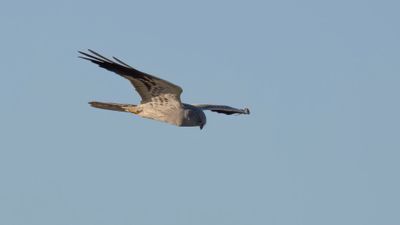 ngshk  [Montague's Harrier] 0L4A9092.jpg