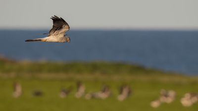 ngshk  [Montague's Harrier] 0L4A9145.jpg