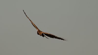 ngshk  [Montague's Harrier] 0L4A9754.jpg