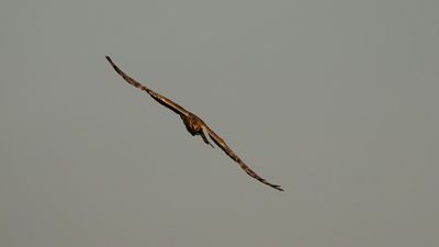 ngshk  [Montague's Harrier] 0L4A9755.jpg