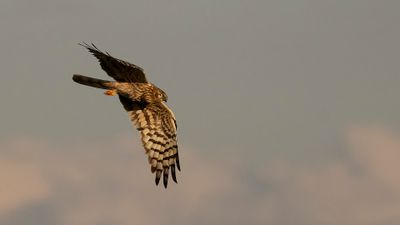 ngshk  [Montague's Harrier] 0L4A9756.jpg