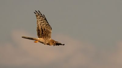 ngshk  [Montague's Harrier] 0L4A9757.jpg